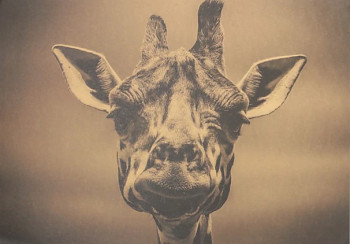 Plakát Nostalgic Photo Žirafa, rozměr 35,5 x 51 cm