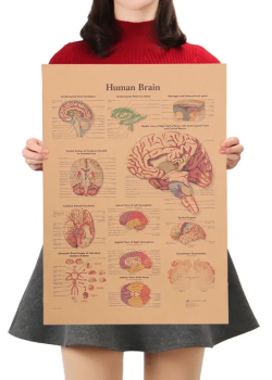 Plakát Anatomie člověka, mozek, č.294 , 42 x 30 cm