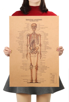 Plakát Anatomie člověka, kostra, č.298, 51 x 36 cm
