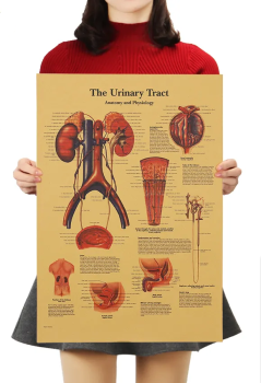 Plakát Anatomie člověka, močovod, č.301, 51 x 36 cm